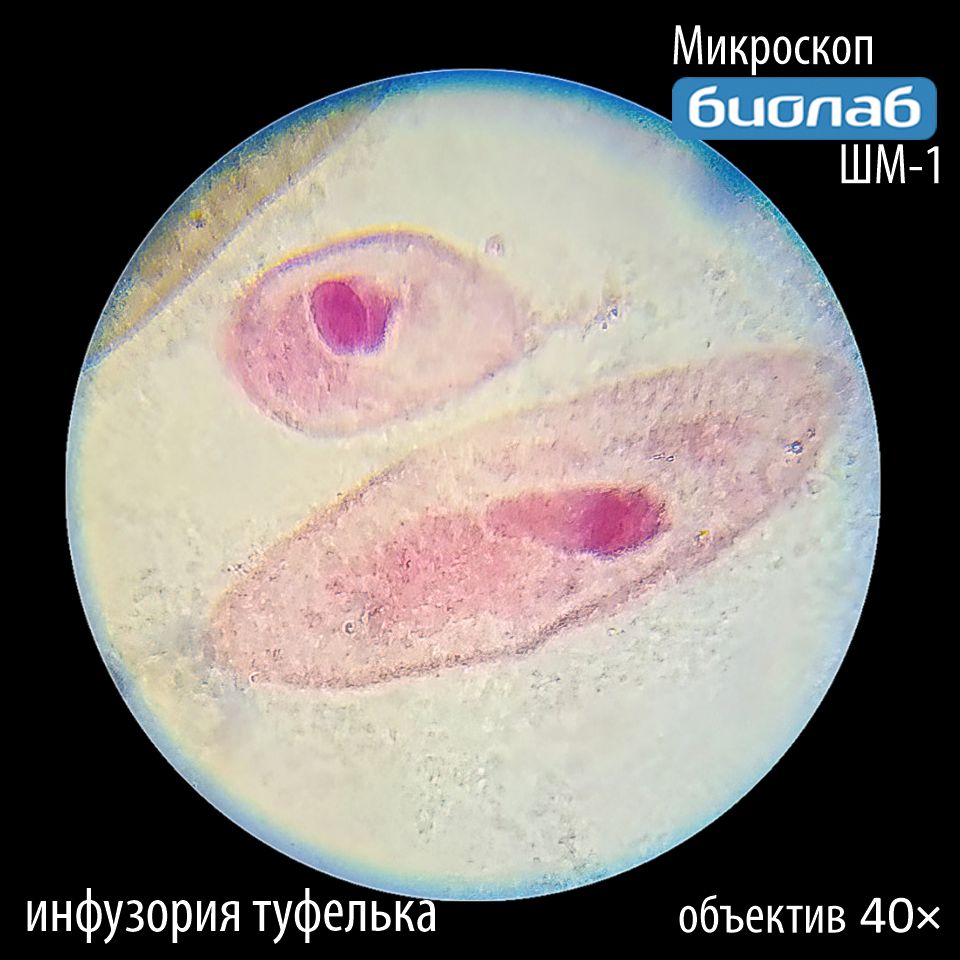 Увеличение 40х
